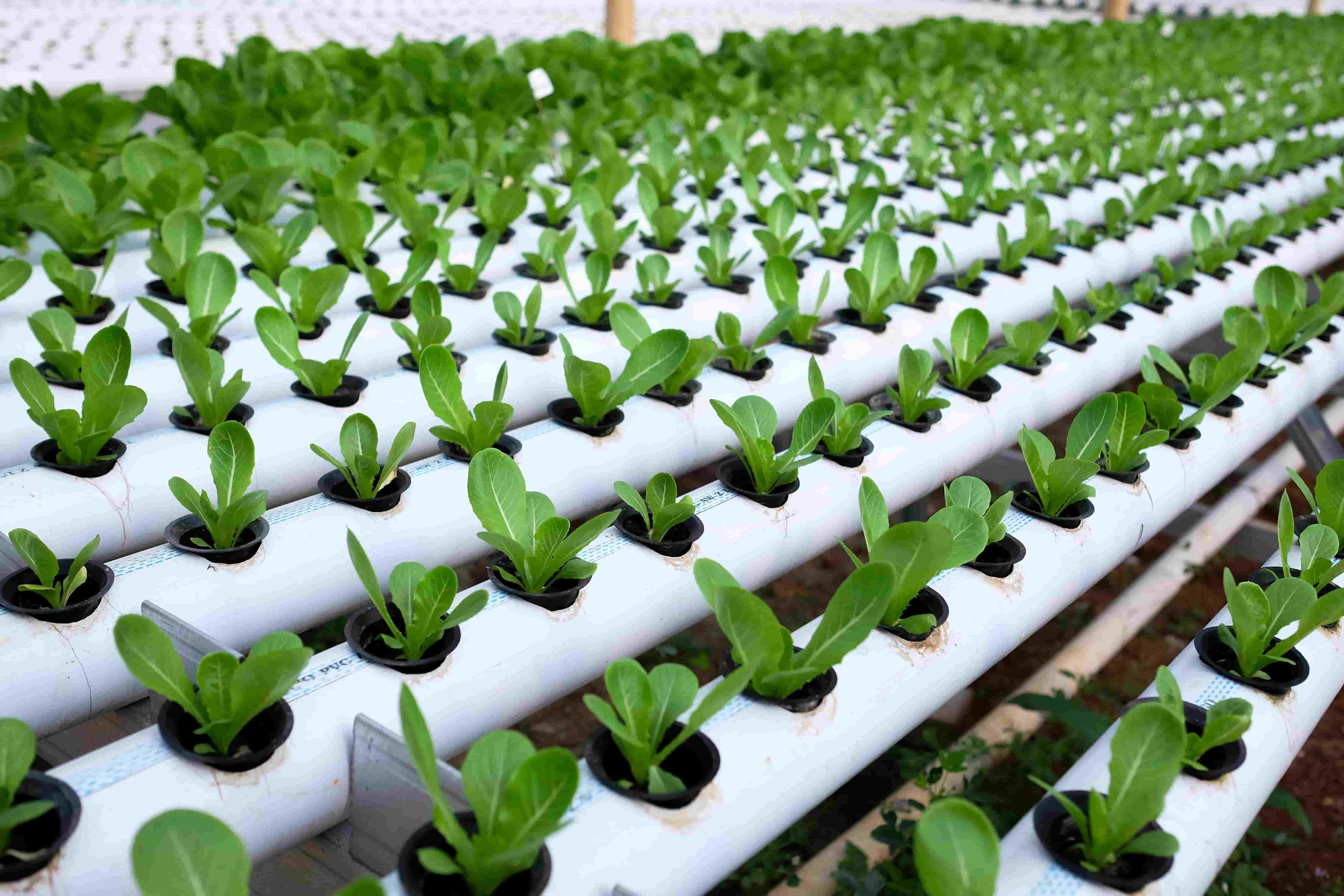 Topraksız Tarım Eğitimi – E-Devlet Onaylı Sertifika