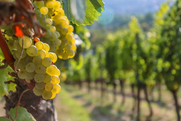 Üzüm Yetiştiriciliği Eğitimi – E-Devlet Onaylı Sertifika