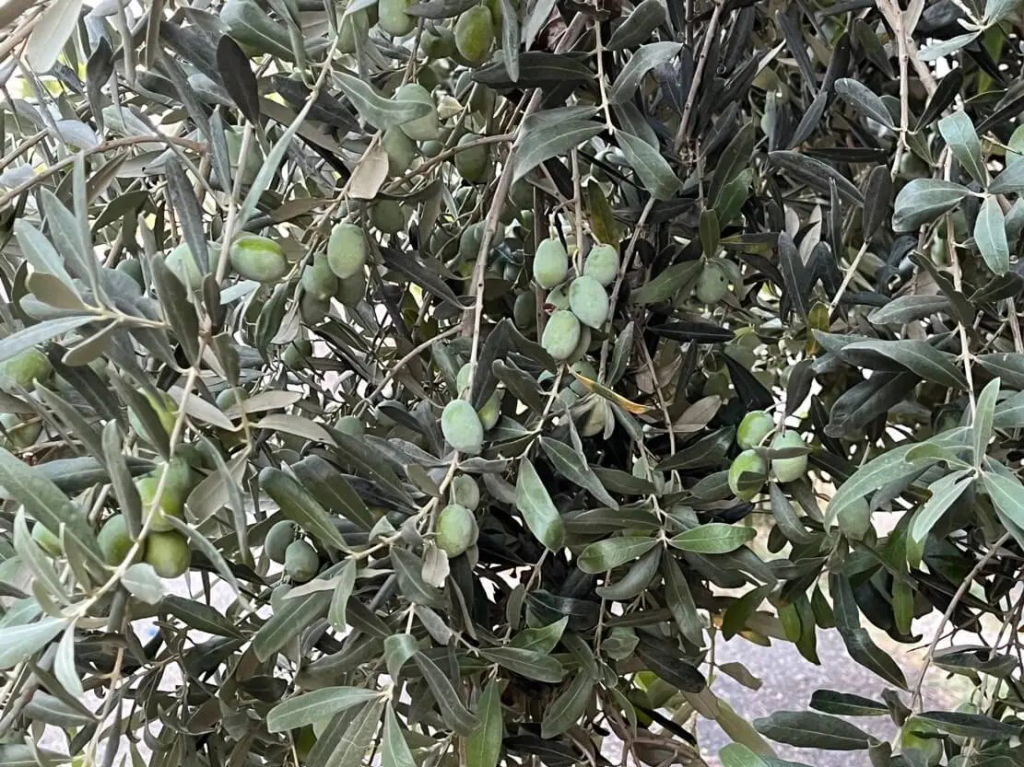 Zeytin Yetiştiriciliği Eğitimi – E-Devlet Onaylı Sertifika