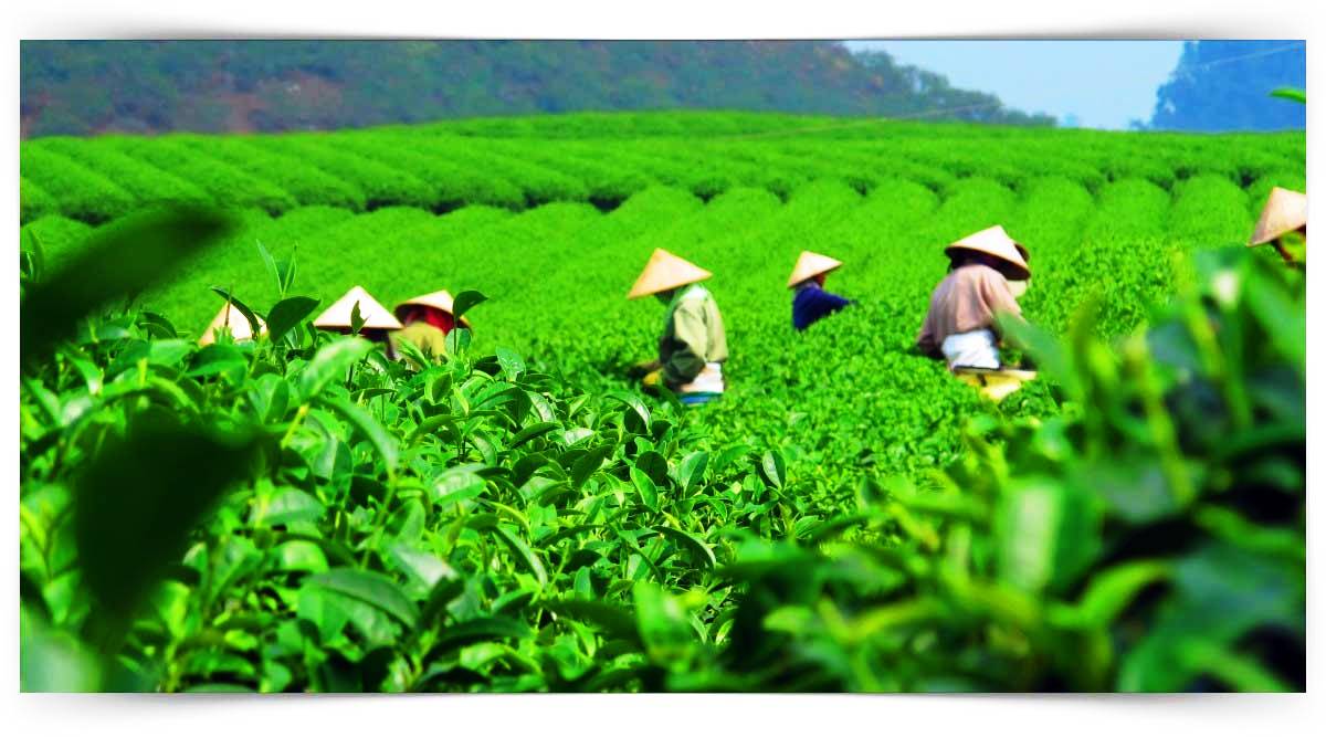 Çay Üretimi ve İşleme Elemanı Eğitimi